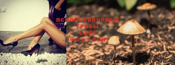 PSILOCYBIN Новодвинск