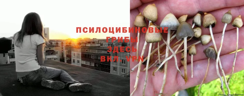 дарнет шоп  МЕГА сайт  Галлюциногенные грибы Psilocybine cubensis  Уржум 